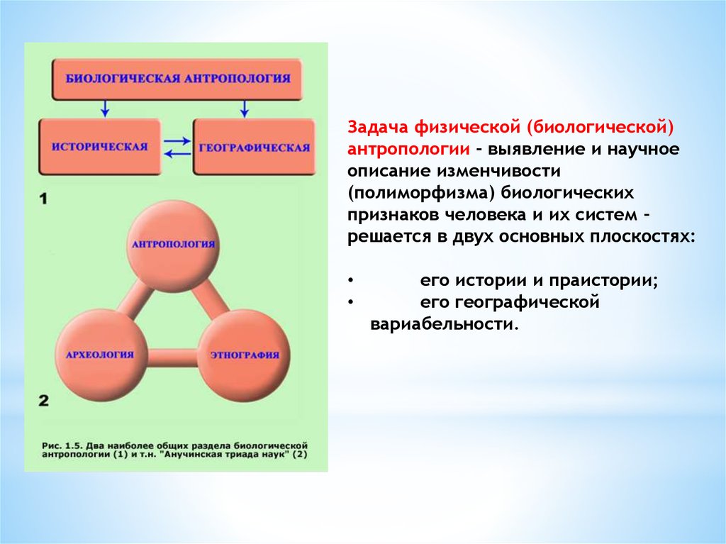 Антропология предмет науки