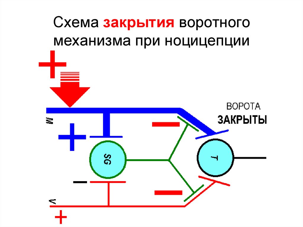 Раскрыта схема. Схема воротного контроля боли. Воротная теория боли схема. Схема закрытия воротного механизма при ноцицепции.. Воротный механизм боли.