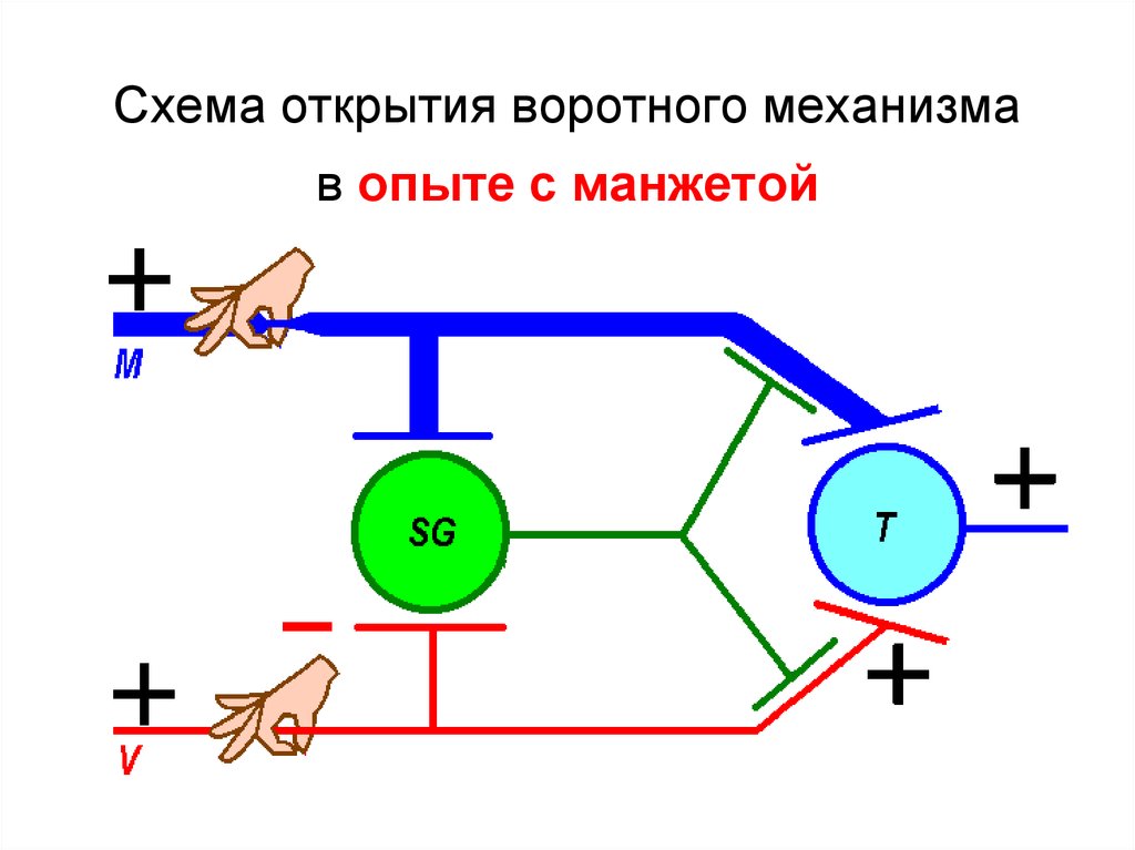 Схема открытого. Открытие схема. Воротный механизм физиология. Строение воротного механизма. Опыты механизмов.