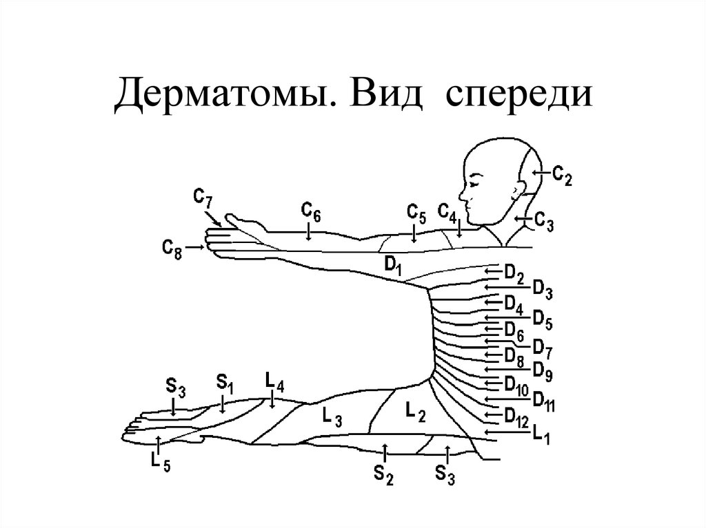 Дерматомы. Дерматомы иннервация и позвоночник. Дерматомы схема и сегменты. Дерматомы неврология схема. Дерматомы уровни чувствительности.