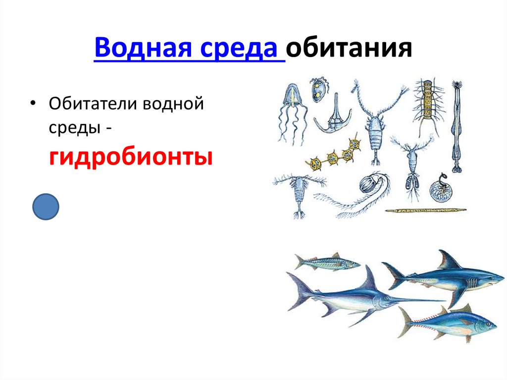 Вода среда обитания биология. Обитатели водной среды обитания. Среда обитания водная среда. Водная среда обитания организмов. Примеры обитателей водной среды.