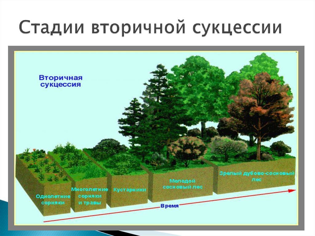 Экологиялық сукцессия презентация