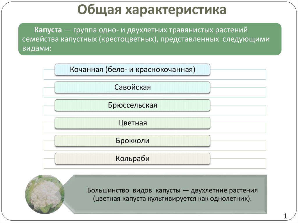 Виды и рода культуры