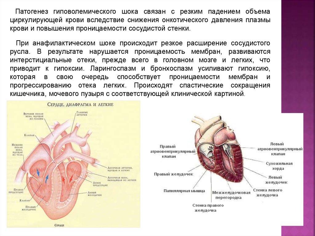В правый желудочек сердца человека поступает