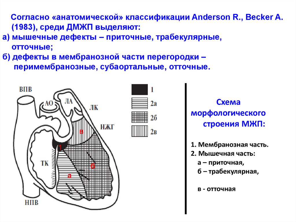 Межжелудочковая перегородка. Анатомия межжелудочковой перегородки сердца. Мембранозный дефект межжелудочковой перегородки. Мембранозная часть межжелудочковой перегородки сердца. Укажите отделы межжелудочковой перегородки.