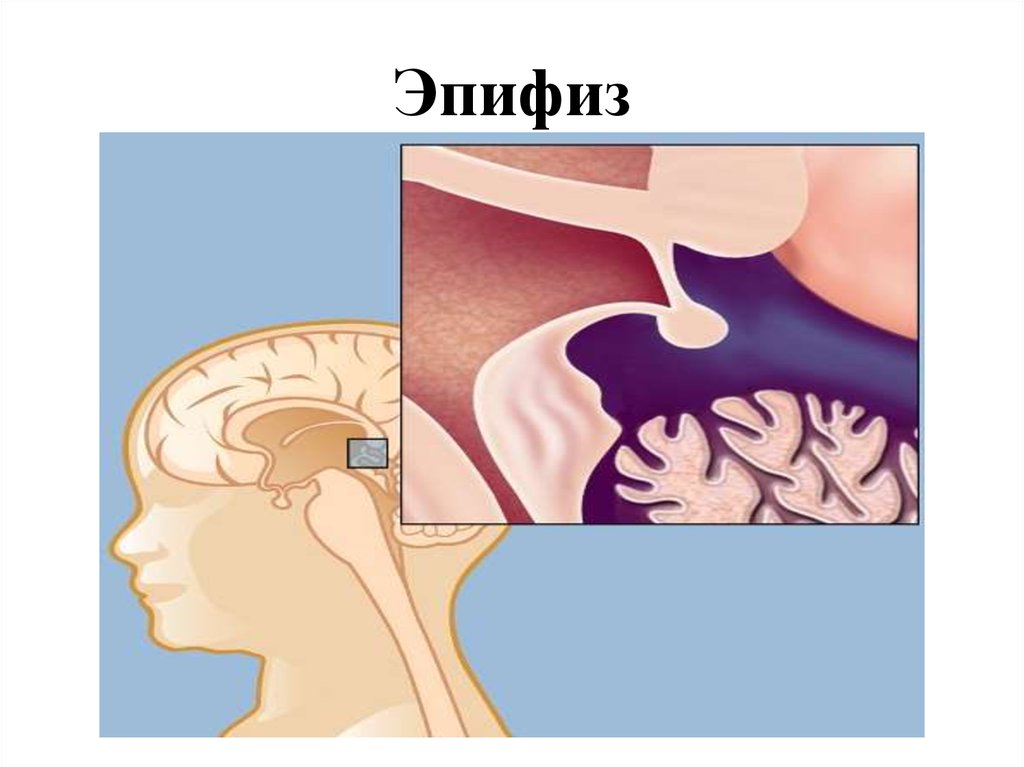 Шишковидной железы ребенка. Эпифиз. Шишковидная железа строение. Эпифиз у детей. Пинеальной железы.
