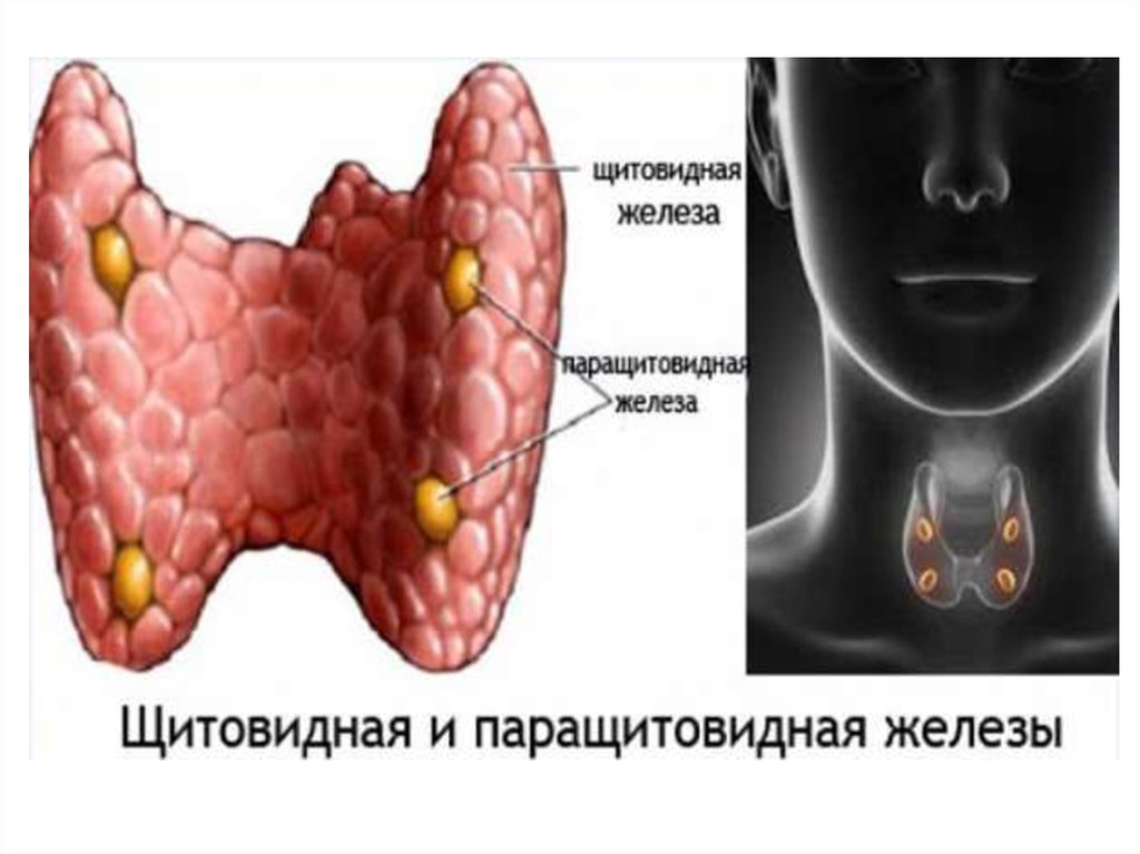 Пара железа. Щитовидная паращитовидная железы строение функции. Строение щитовидной и паращитовидной железы. Строение паращитовидной железы анатомия. Щитовидная железа и паращитовидная железа анатомия.