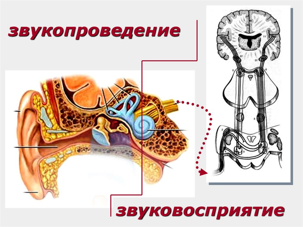 Схема механизма работы слухового анализатора