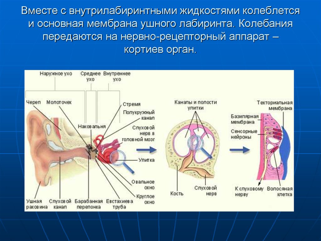 Презентация вестибулярный анализатор физиология