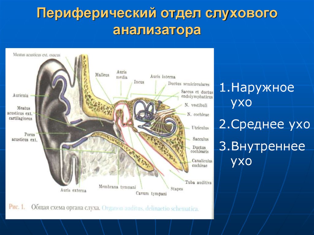 Орган слуха состоит из отделов. Отделы периферического отдела слухового анализатора. Строение периферического отдела слухового анализатора. Отдела слухового анализатора ухо. Структуры члухового анралищатора переферический.