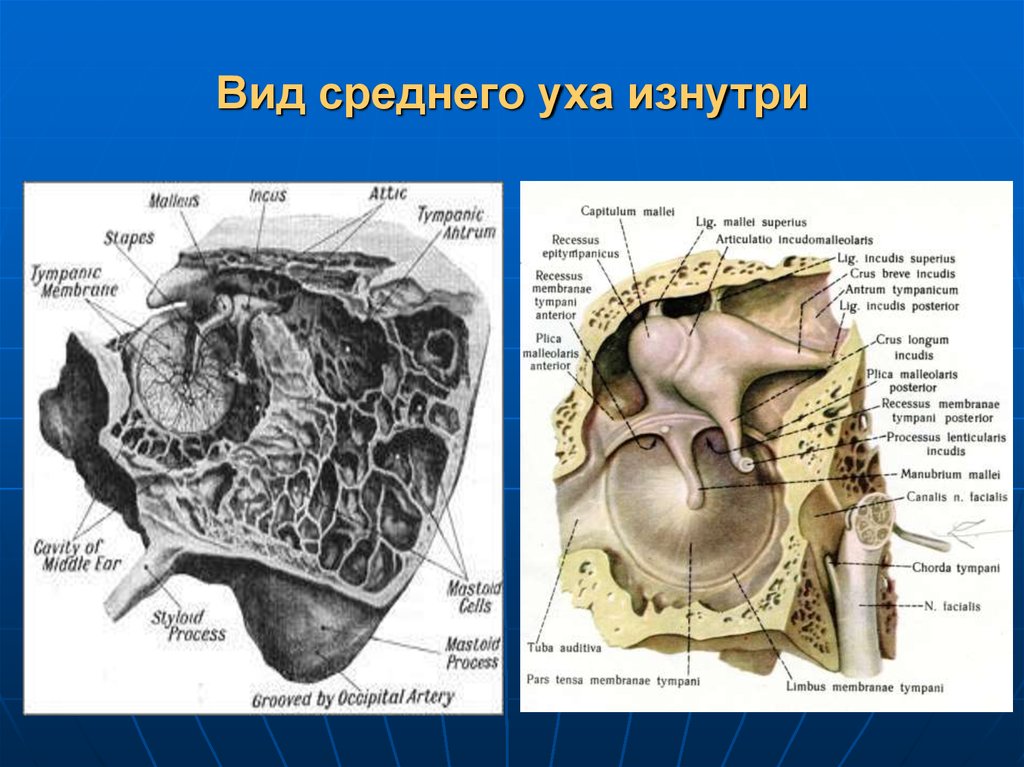 Схема барабанной полости