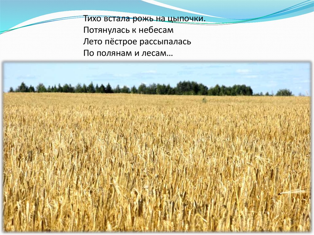 Тихо встала заря. Предложение Золотая рожь. Рожь надпись. Рожь и лён. Русское поле презентация.