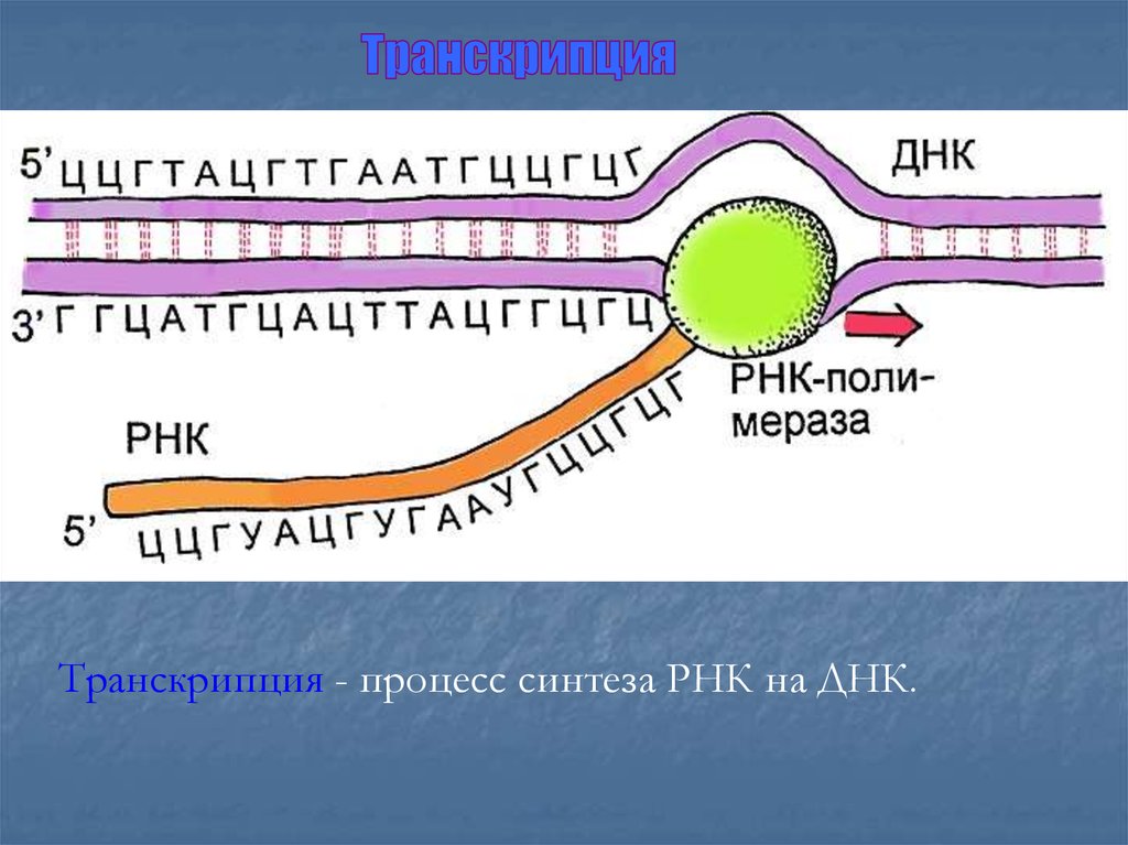 Процесс транскрипции днк. Транскрипция Синтез РНК. Схема процессов матричного синтеза. Транскрипция ТРНК. Процесс транскрипции РНК.