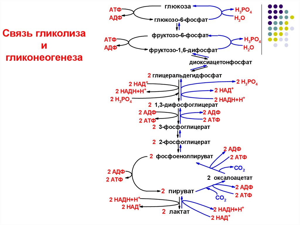 Пируват атф. Фосфоенолпируват + АДФ. Оксалоацетат глюконеогенез. Фосфоенолпируват в глюкозу. Фосфоенолпируват в 2 фосфоглицерат.
