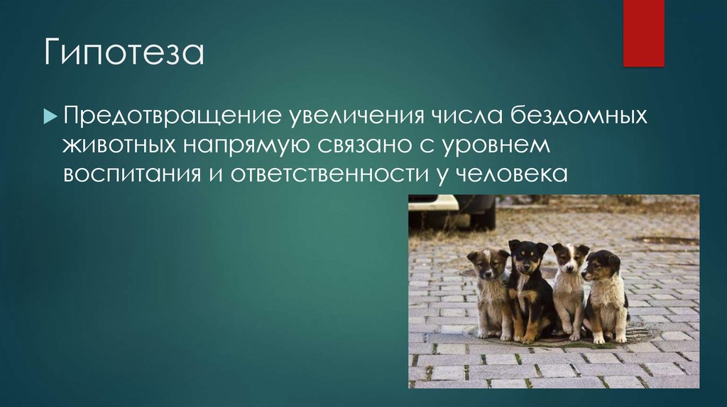 Индивидуальный проект 10 класс на тему бездомные животные