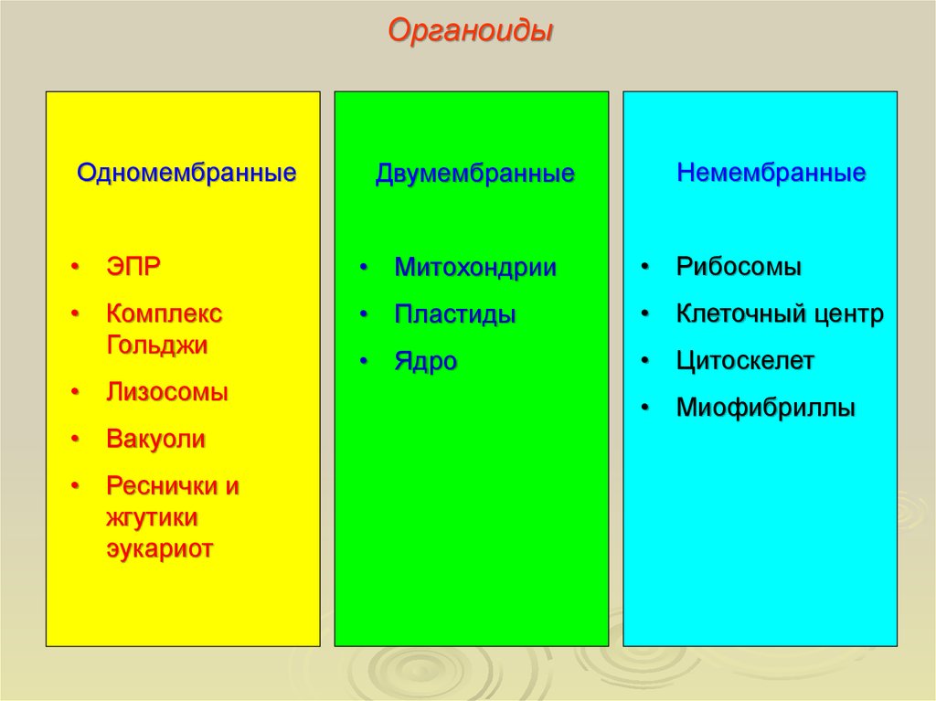 Двумембранные органоиды. Двумембранные органоиды клетки структура. Двумембранные органеллы цитоскелет. Двухмембранные органоиды таблица. Цитоскелет двумембранные органоиды.