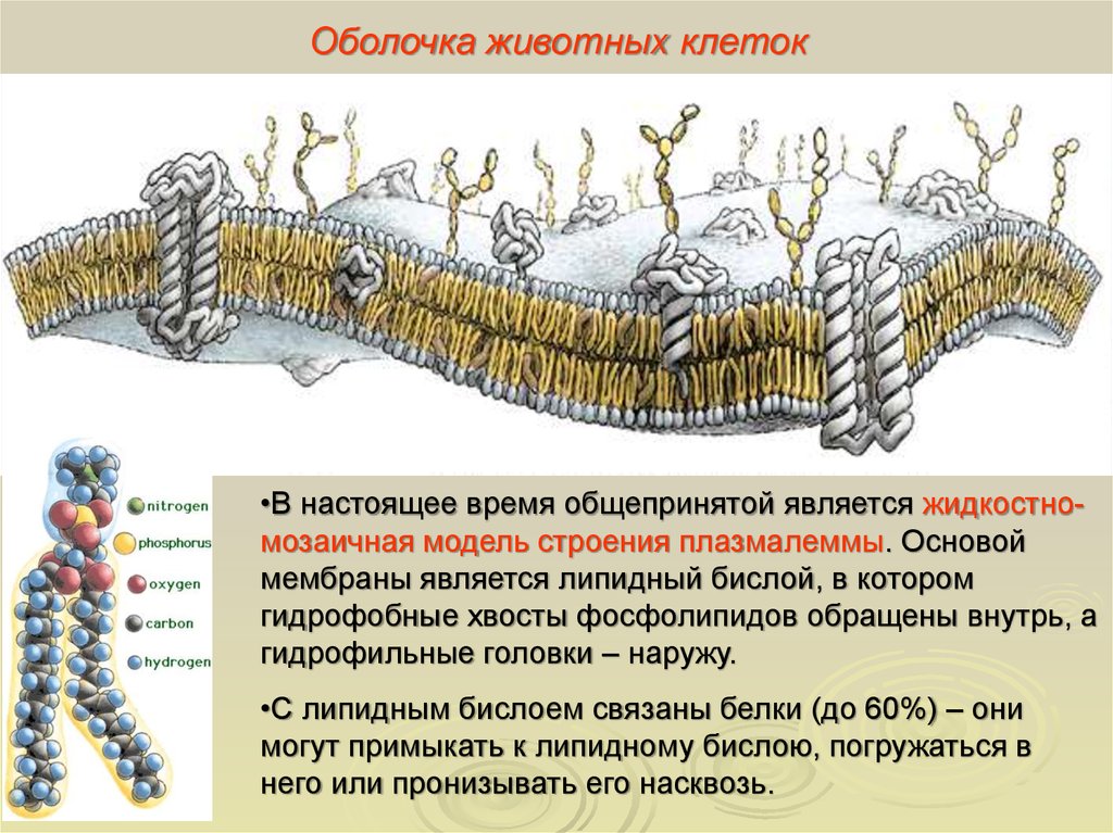 К какому типу животных принадлежит организм клеточное строение которого показано на рисунке какие