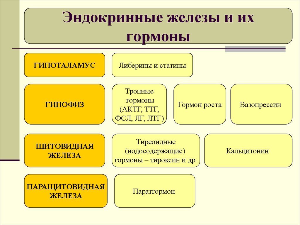 Презентация железы и гормоны