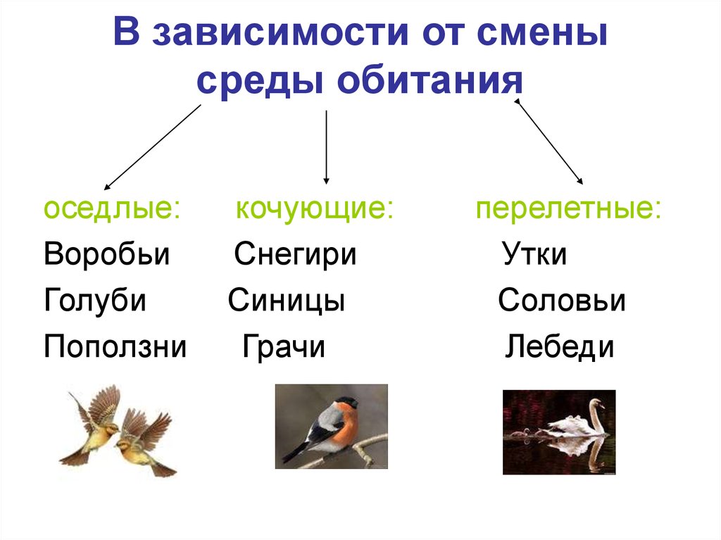 Разделите птиц на группы по способу питания