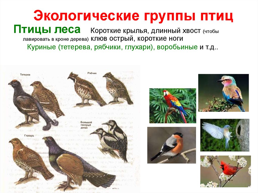 Экологические группы птиц лесные