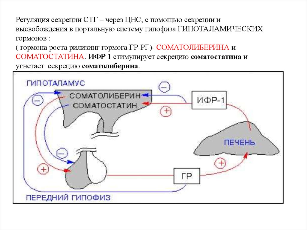 Регуляция действия. Регуляция секреции СТГ. Регуляция секреции соматотропного гормона. Механизм действия соматотропного гормона схема. Контур регуляции секреции соматотропного гормона.