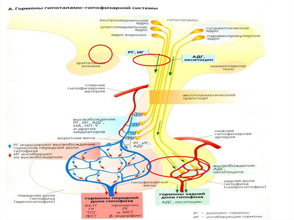 Заболевания гипоталамо гипофизарной системы эндокринология презентация