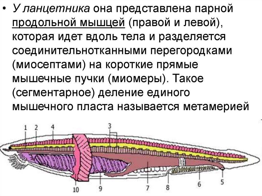 Продольные мышцы. Миомеры ланцетника. Мускулатура ланцетника. Мышцы ланцетника. Миосепты ланцетника.