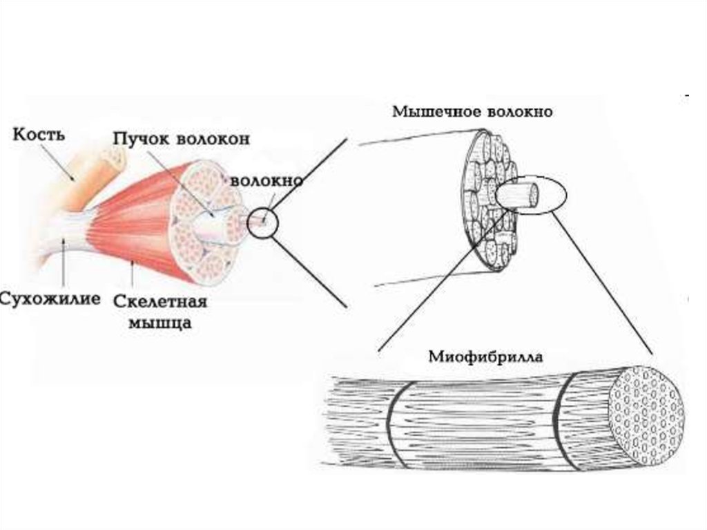 Рисунок мышечного волокна