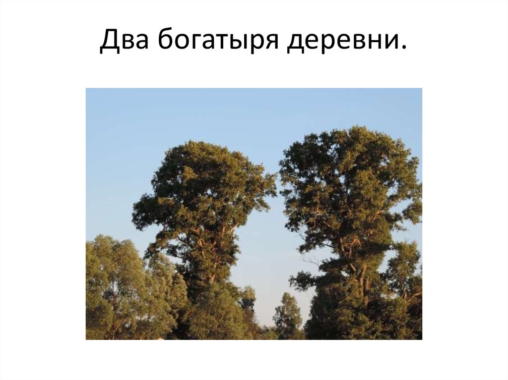 Два богатыря деревни.