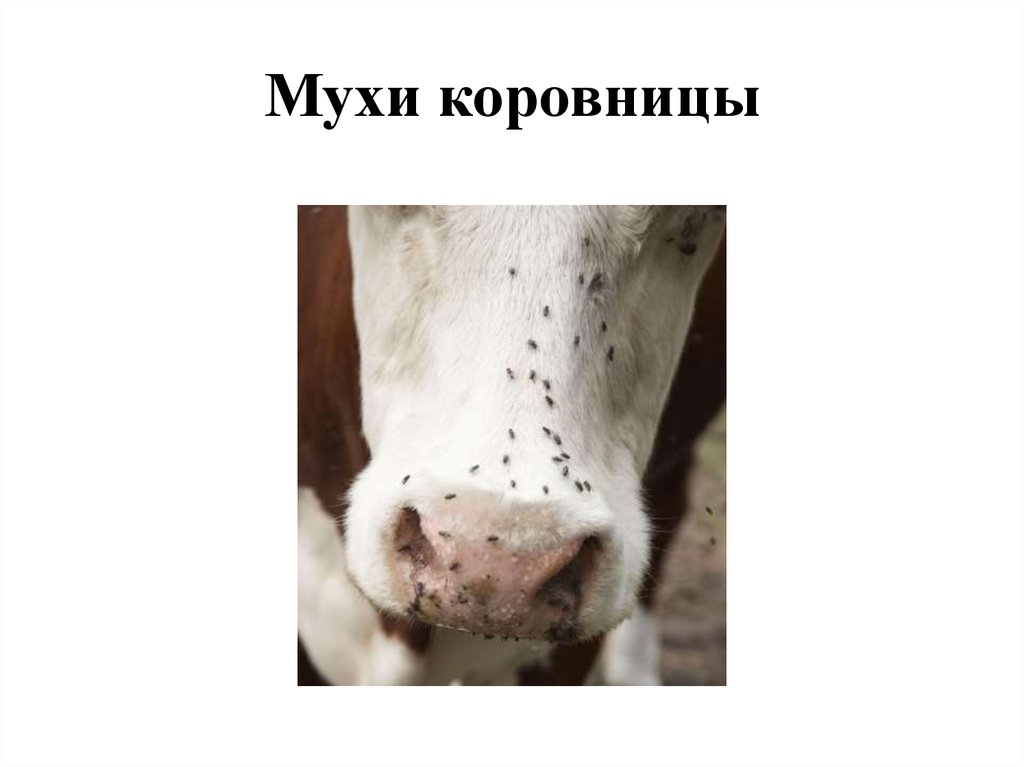 Мухи коровницы