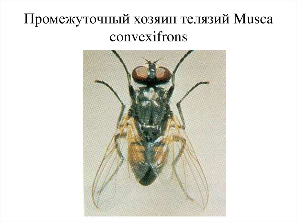 3 промежуточный хозяин. Возбудитель телязиоза локализуется. Телязиоз промежуточные хозяева.