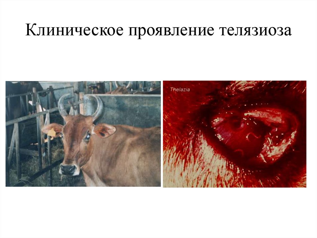 Клиническое проявление телязиоза