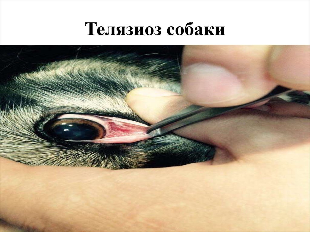 Телязиоз собаки