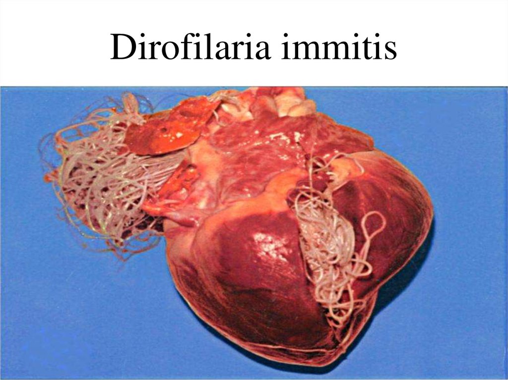 Dirofilaria immitis