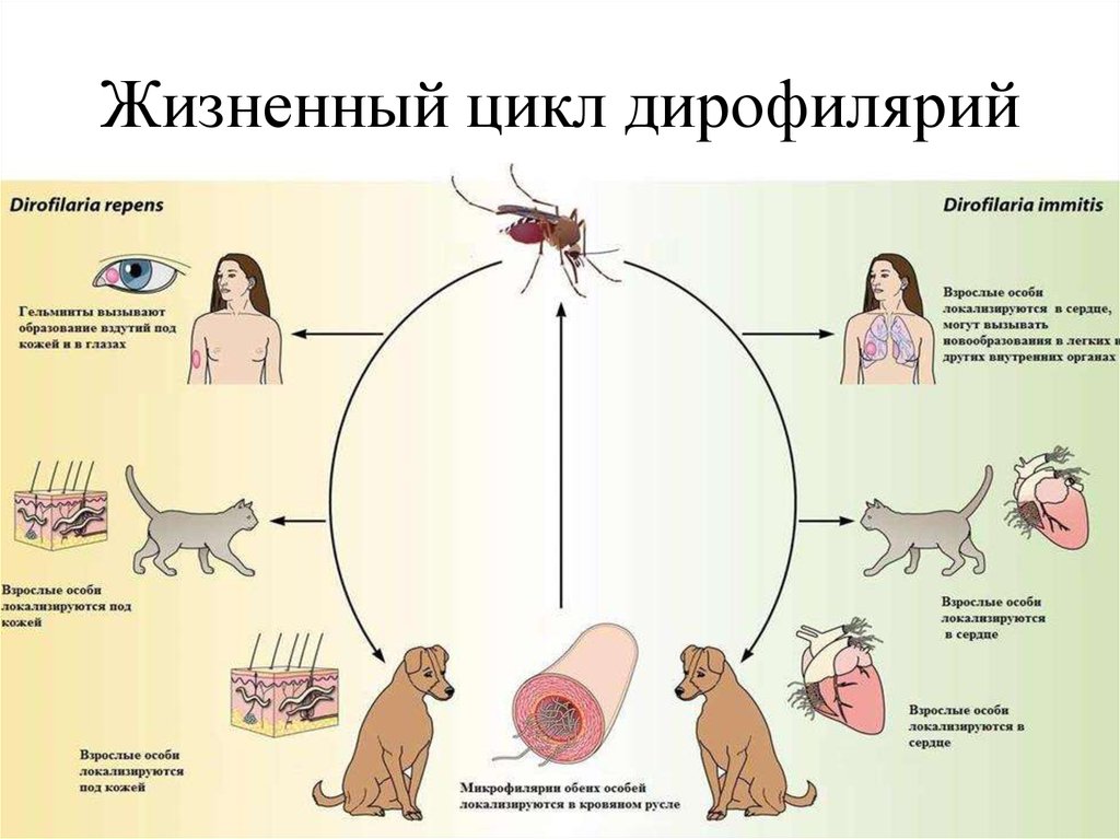 Жизненный цикл дирофилярий
