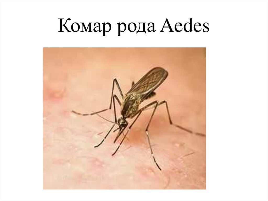 Комар рода Aedes
