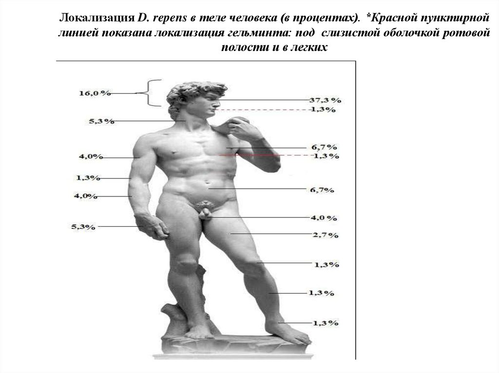 Локализация D. repens в теле человека (в процентах). *Красной пунктирной линией показана локализация гельминта: под слизистой