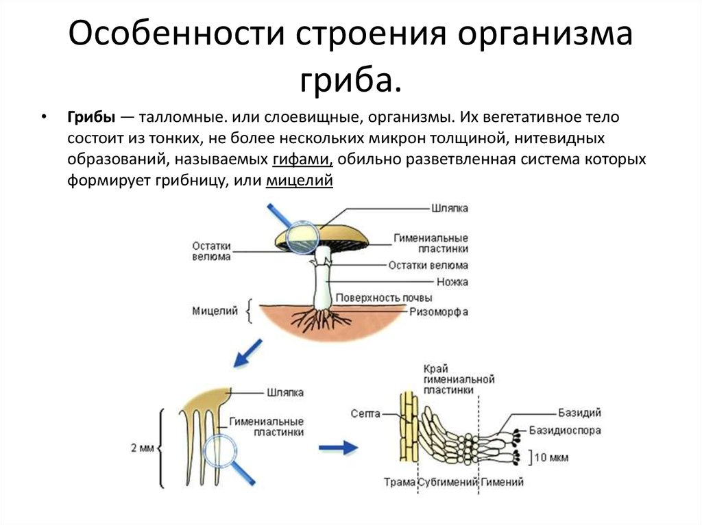 Особенность строения организма