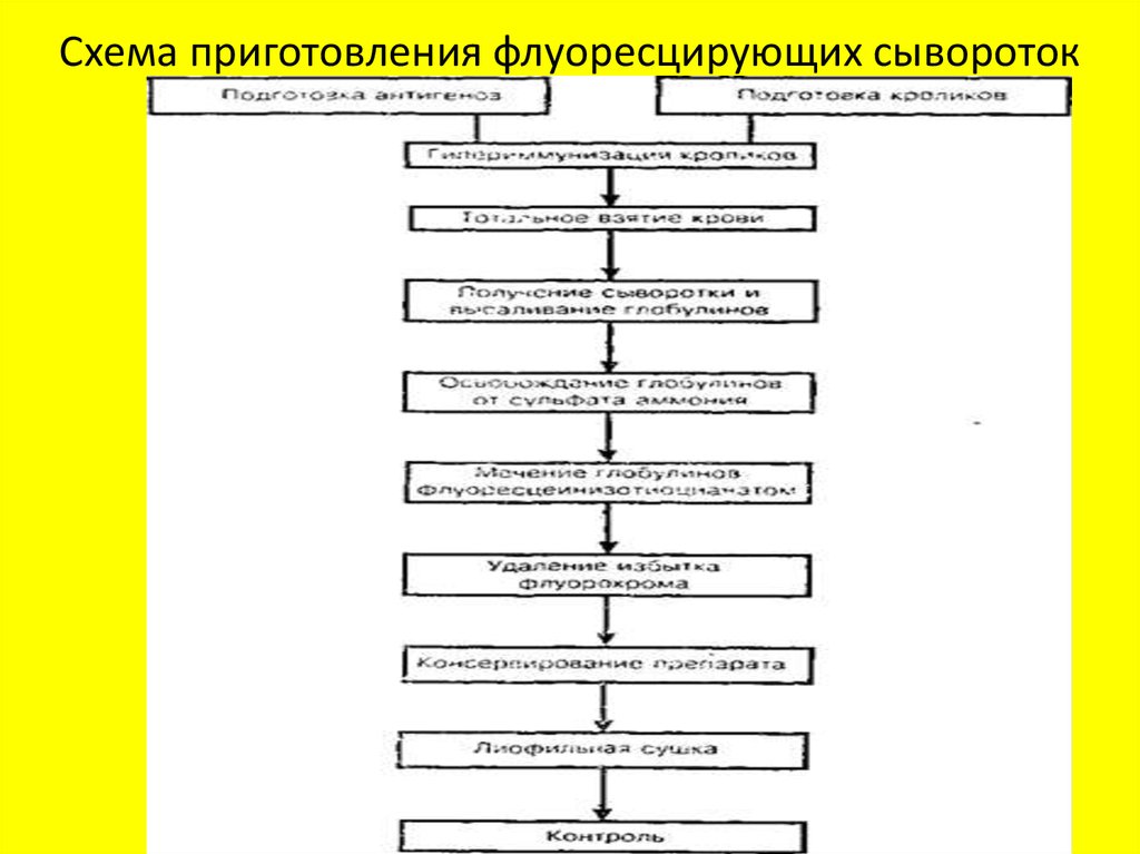 Установите последовательность этапов получения. Технологическая схема гипериммунной сыворотки. Технология приготовления гипериммунных сывороток. Представить схему получения гипериммунных сывороток. Сырье для приготовления гипериммунных сывороток.