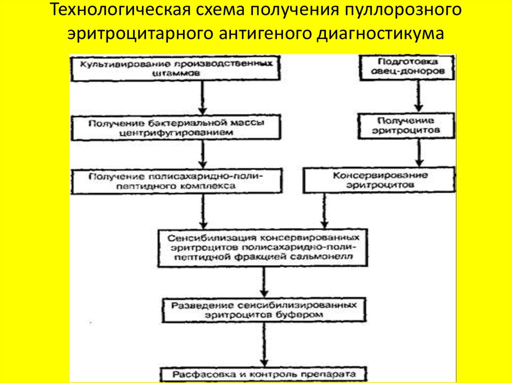 Технологическая схема получения пуллорозного эритроцитарного антигеного диагностикума