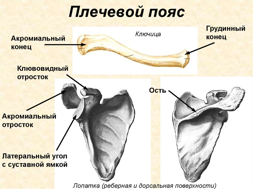 Рисунок анатомия плечевой пояс