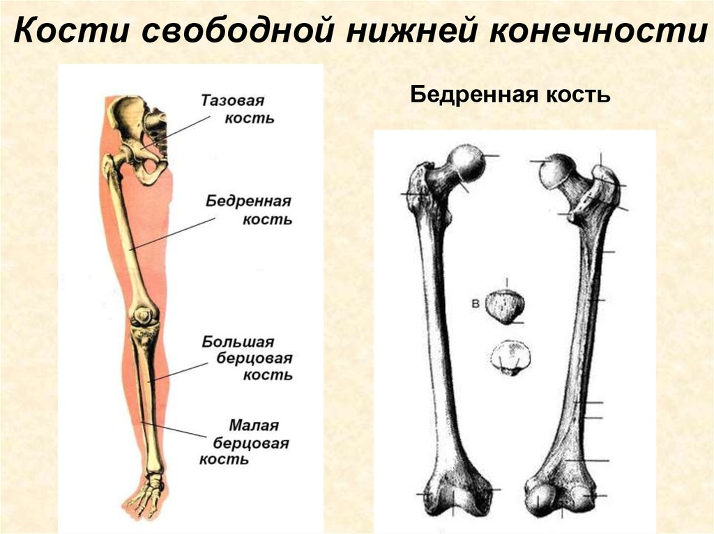 С какими костями соединяется бедренная кость. Кости свободной нижней конечности бедренная кость. Скелет нижней конечности бедренная. Кости скелета свободной нижней конечности. Кости свободного нижней кон.