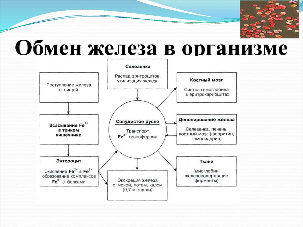 Обмен анализ. Обмен железа: основные функции, пул железа в организме. Метаболизм железа схема. Функции железа в организме человека биохимия. Схема обмена железа в организме человека.