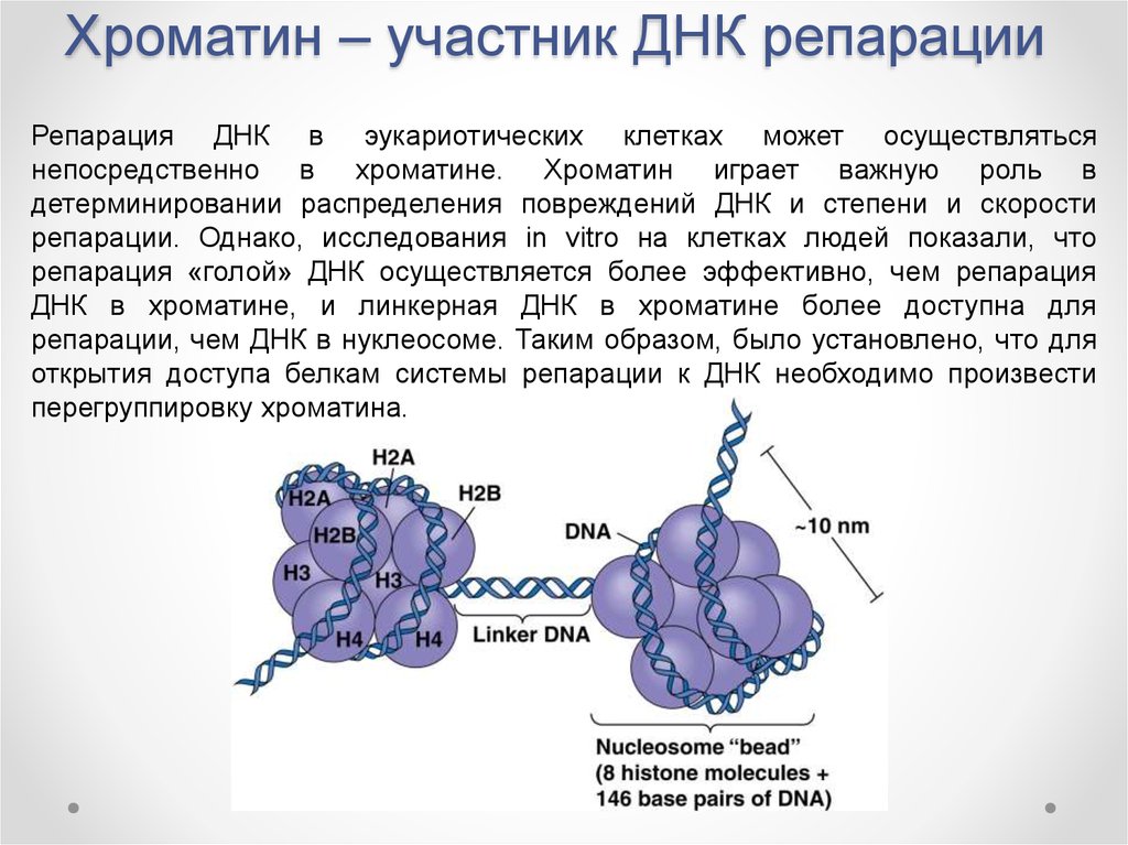 Молекула органического вещества эукариотической клетки. Строение ядра хроматин. Хроматин строение и функции. Функции хроматина(ДНК). Уровни компактизации ДНК эукариот.