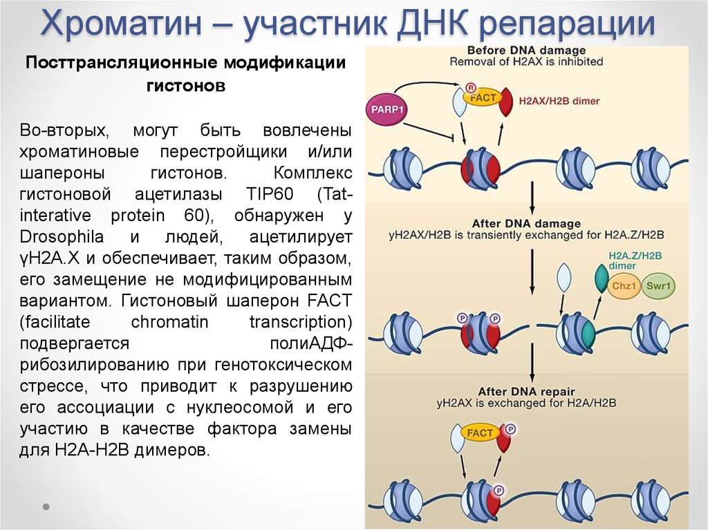 Транскрипция хроматина