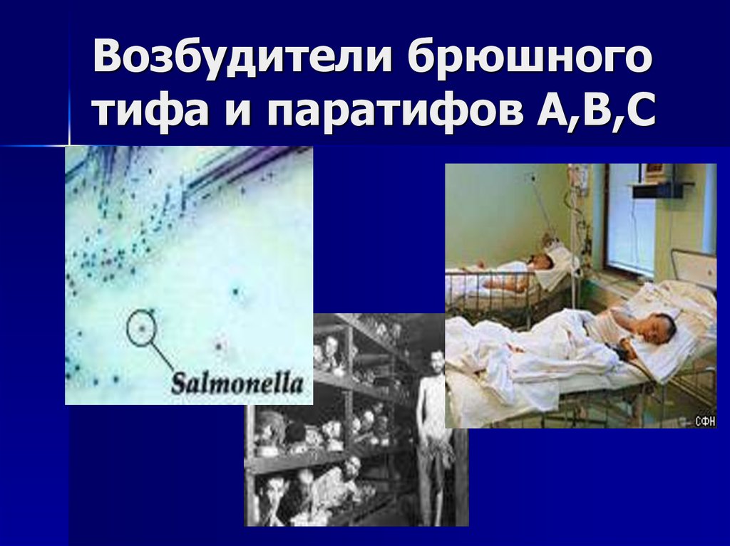 Возбудители брюшного тифа и паратифов А,В,С