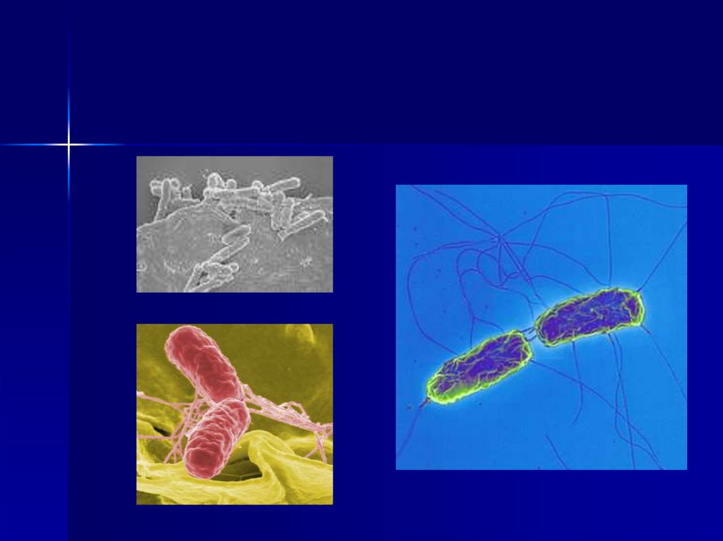 Сальмонеллез этиология возбудитель. Salmonella семейства enterobacteriaceae. Бактерии рода сальмонелла. Бактерия возбудитель сальмонеллеза. Бактерии, представители рода salmonella.