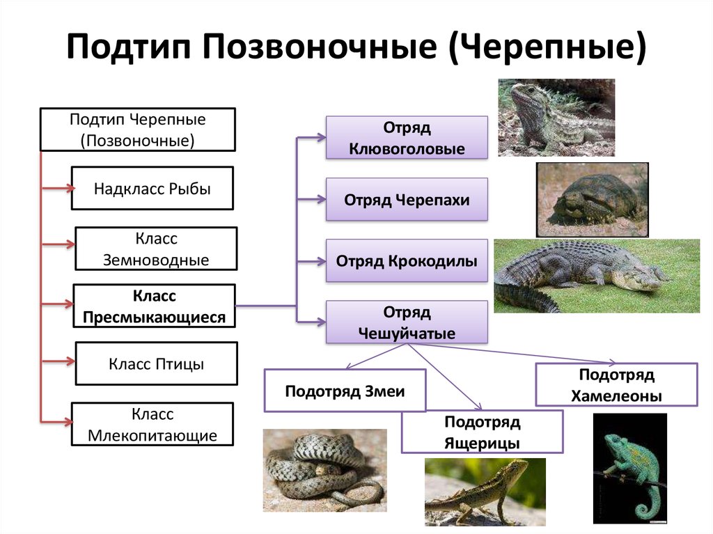 Отряд позвоночные животные. Классификация рептилий 7 класс биология. Класс пресмыкающиеся систематика. Подклассы пресмыкающихся. Подтип позвоночные классы.