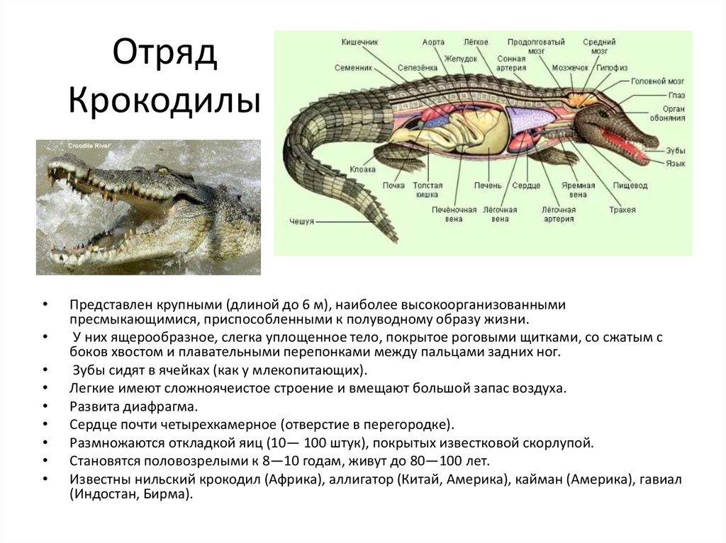 Характеристики пресмыкающиеся млекопитающие отделы тела. Характеристики признаки крокодилов. Отряд крокодилы общая характеристика. Отряд крокодилы особенности строения. Особенность строения отряда крокодилов.