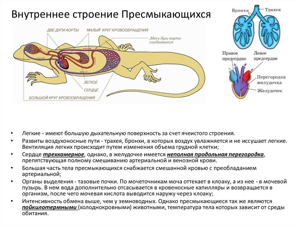 Таблица рептилий 7 класс. Биология 7 класс системы органов пресмыкающихся. Система органов рептилий 7 класс. Систему внутреннего строения пресмыкающихся. Строение систем органов рептилий.